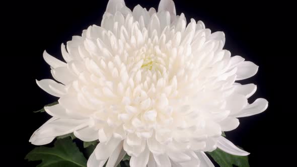 Beautiful White Chrysanthemum Flower Opening