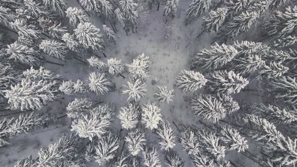 Top Down Aerial View of Falling Snow on Evergreen Pine Forest During Heavy Snowfall in Winter