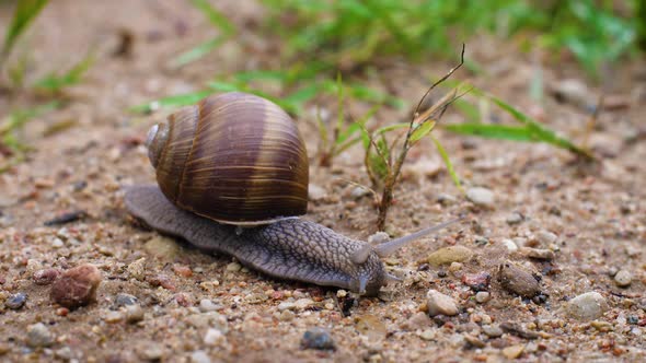 Snail On The Road