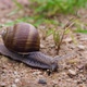 Snail On The Road - VideoHive Item for Sale