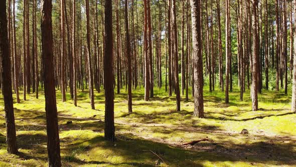 Panning View Lithuanian Pine Forest