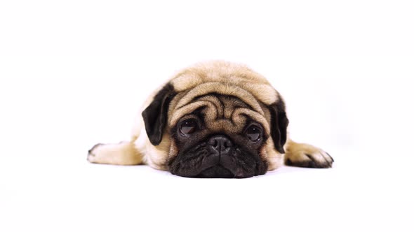 A Beautiful Sad Pug Lies on Isolated White Background, Copyspace