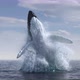 Humpback Whale Jumps Out of the Water 4k - VideoHive Item for Sale