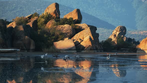 Flock Of Flamingos