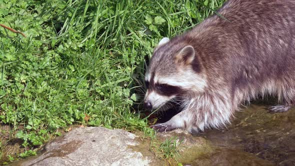 Racoon walking in small river during sunlight and searching for food.Close up slow motion shot.