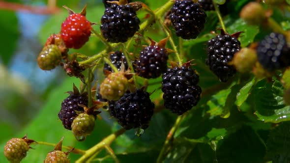 Ripe Juicy Blackberry Hang on Branches in the Rain