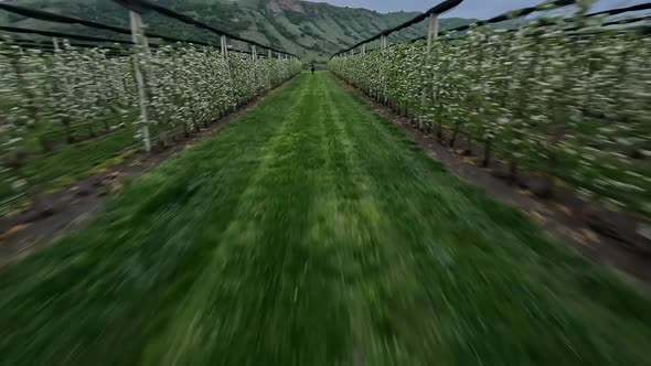 Aerial Dynamic View Countryside Man Riding on Horse at Apple Plantation Blossom Trees Rows