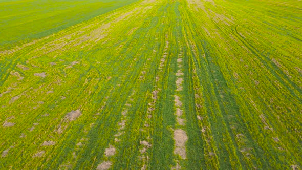 Beautiful Panoramic Aerial View of Agricultural Plantations Fields