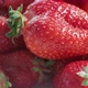Ripe fresh strawberries close up.  Organic ripe strawberry. Concept of hygiene, diet and healthy - VideoHive Item for Sale