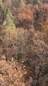 Vertical Video of a Beautiful Forest in the Afternoon Aerial View