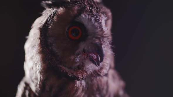 owl on a dark background with big eyes