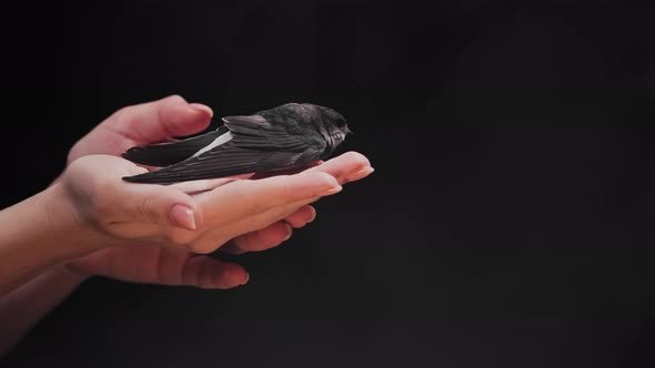 Little Barn Swallow Flies Out of Womens Hands