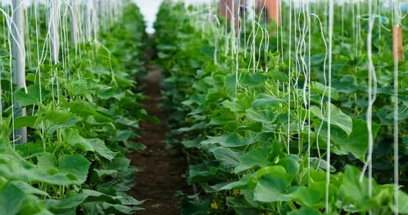 Growth Greenhouse Cucumbers