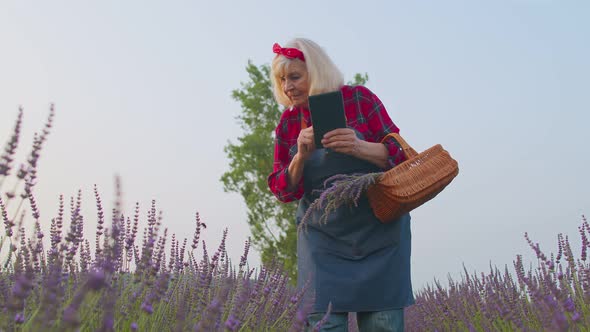 Senior Farmer Grandmother Growing Lavender Holding Digital Tablet and Examining Harvest in Field