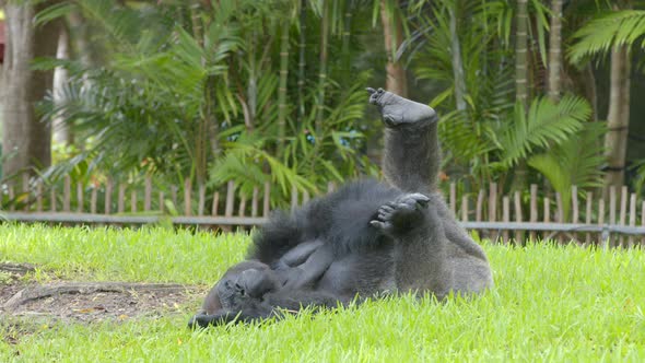 Gorilla Laying In The Grass 6k Wildlife Video Footage