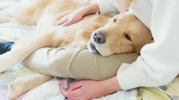 Woman stoking golden retriever, Milan, Italy