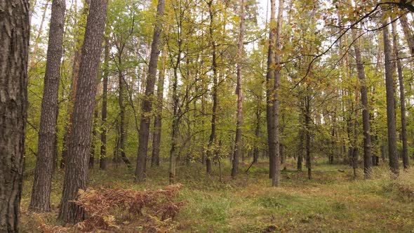 Autumn Forest with Trees By Day