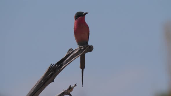 Southern Carmine Bee-Eater on A Tree Branch