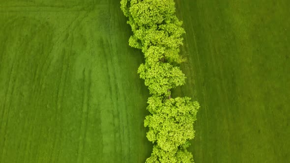 Beautiful Trees Drone Video