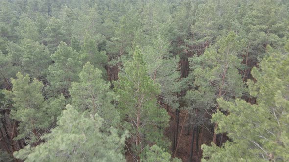 Forest Landscape Aerial View Slow Motion