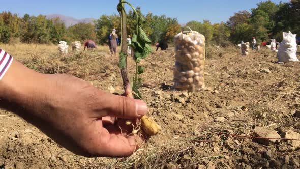 Potato Field