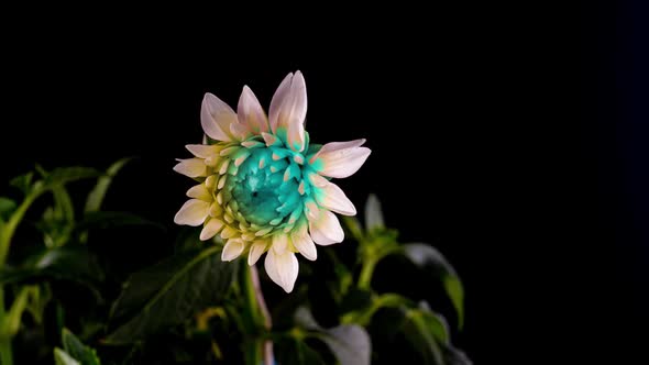 Time Lapse of Neon Color Dahlia Opening Beautiful Unusual Flower Blooms on Black Background