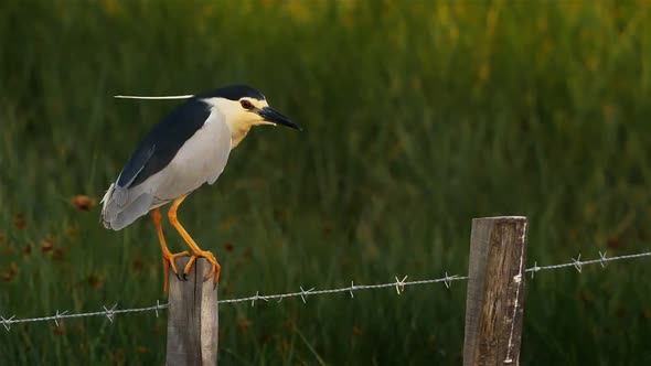 Night heron in the Camargue, France