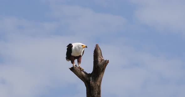 African Fish-Eagle, haliaeetus vocifer, Adult at the top of the Tree, Flapping Wings