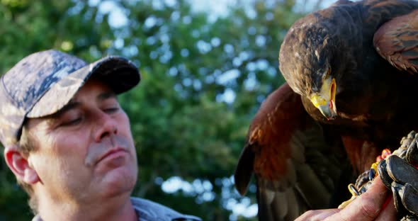 Man feeding falcon eagle on his hand