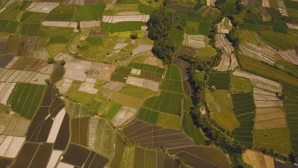 Landscape Farmlands Rice Terrace Field Bali Indonesia