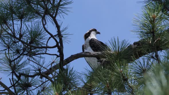 osprey looks strongly into the distance perched in between the pine needles.