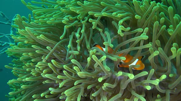Clownfish swimming in green sea anemone with blue ocean in the background.