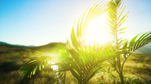 Sunlight Through the Leaves of Palm Trees