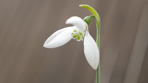 Elegant snowdrop plant in the garden natural  4K 2160p 30fps  UHD natural footage - Galanthus nivali