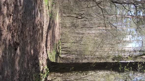 Vertical Video of a Road in the Forest Slow Motion