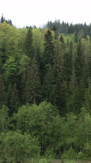 Aerial View of Trees in the Forest