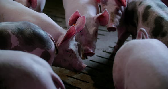 Pigs at Livestock Farm Pork Production Piglet Breeding