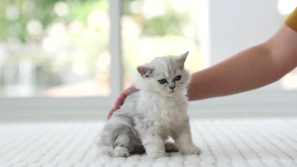 Woman Hand Petting A Kitten Head,Slow Motion