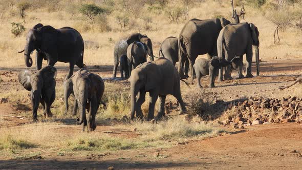 Herd of African elephants (Loxodonta africana) moving from a waterhole, Kruger National Park, South