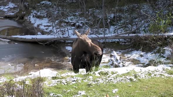 Moose Eating Grass By The Lake In jasper