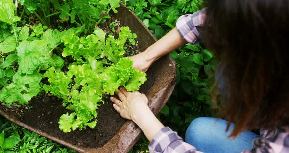 Mature woman planting in the garden 4k