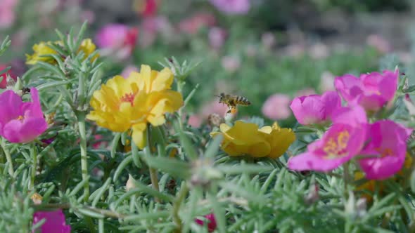 Close Up of One Honey Bee Flying Around Honeysuckle Flowers