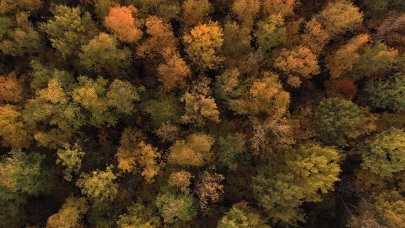 Flying Up Over Crowns Of Trees In Forest Golden Red Yellow Color On Fall Evening