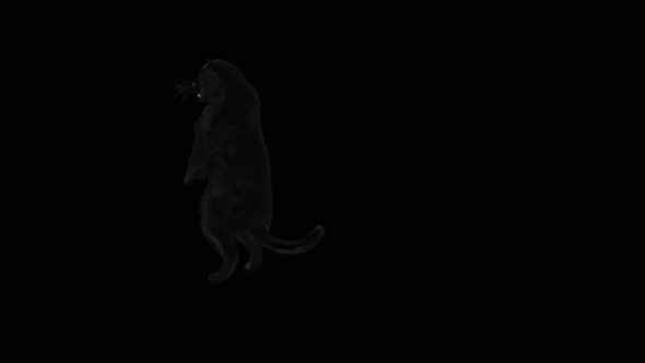 68 Panther Dancing HD