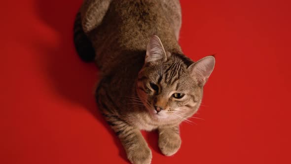 Young Gray Kitten Lying on Red Background