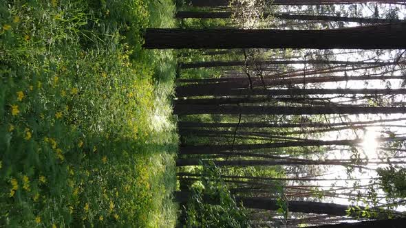 Vertical Video of a Beautiful Green Pine Forest on a Summer Day Slow Motion