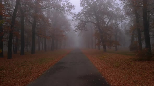 Drone Flies Over the Road with Brown Autumn Trees in Mystical Foggy Park