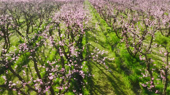 Closeup Shot of Beautiful Pinky Flowers on Almond Trees Branches