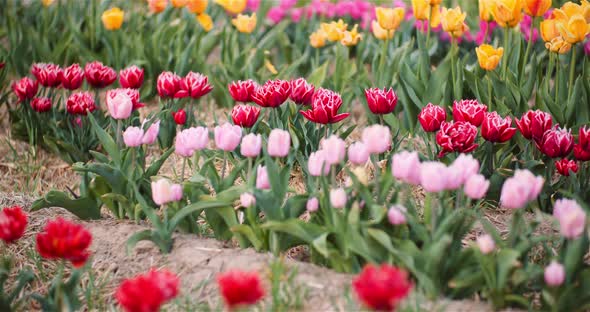 Blooming Tulips on Agriculture Field