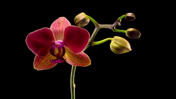 Blooming Red Orchid Phalaenopsis Flower